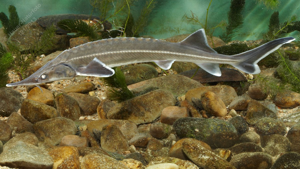 Белуга + стерлядь = Бестер