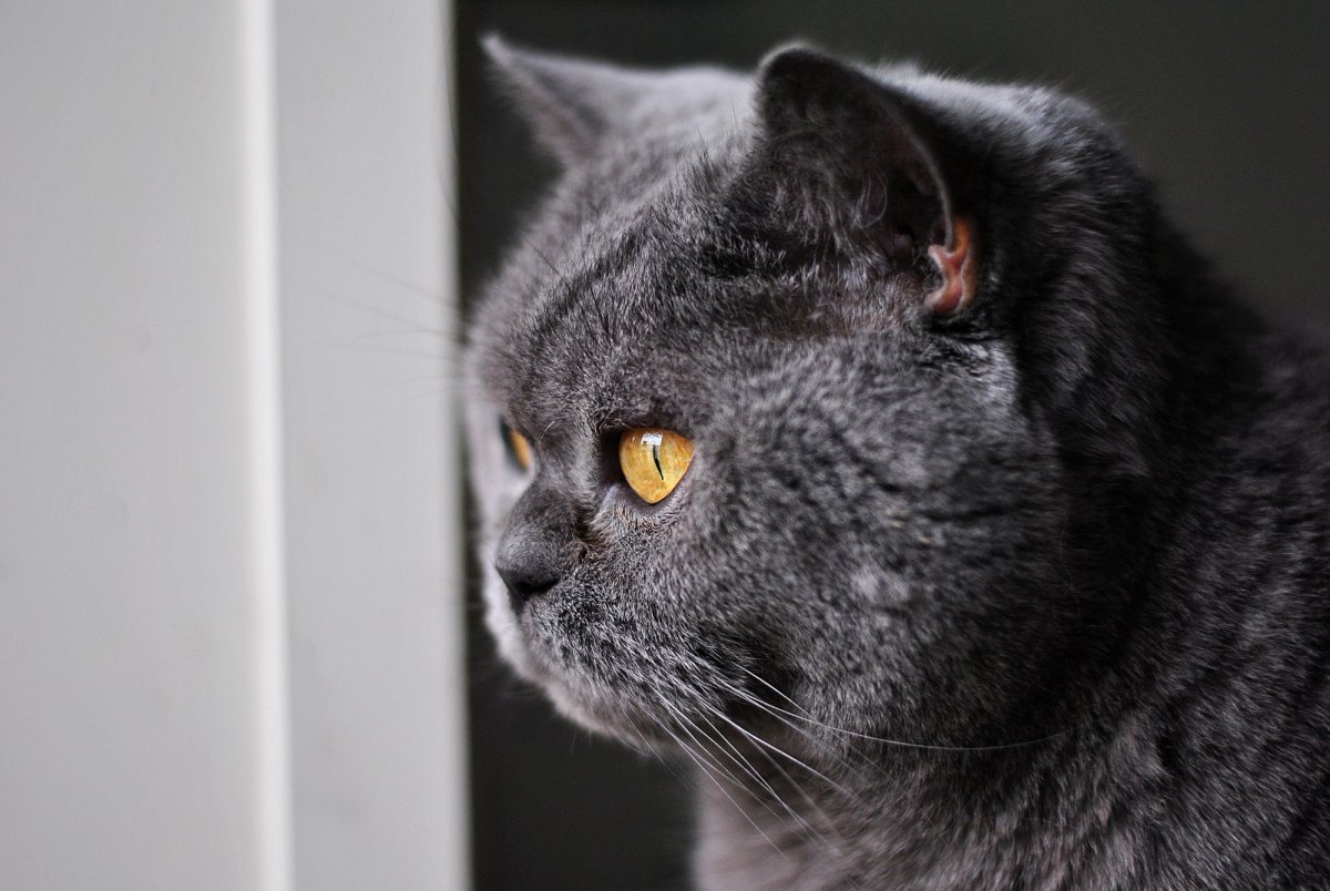 Британский короткошерстный кот черный