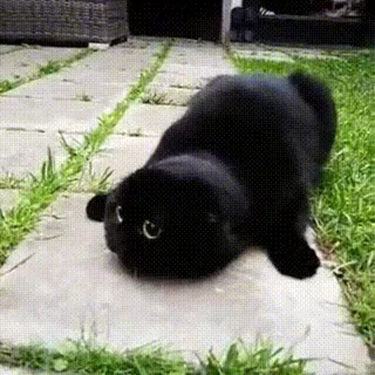 Шотландская вислоухая кошка черная