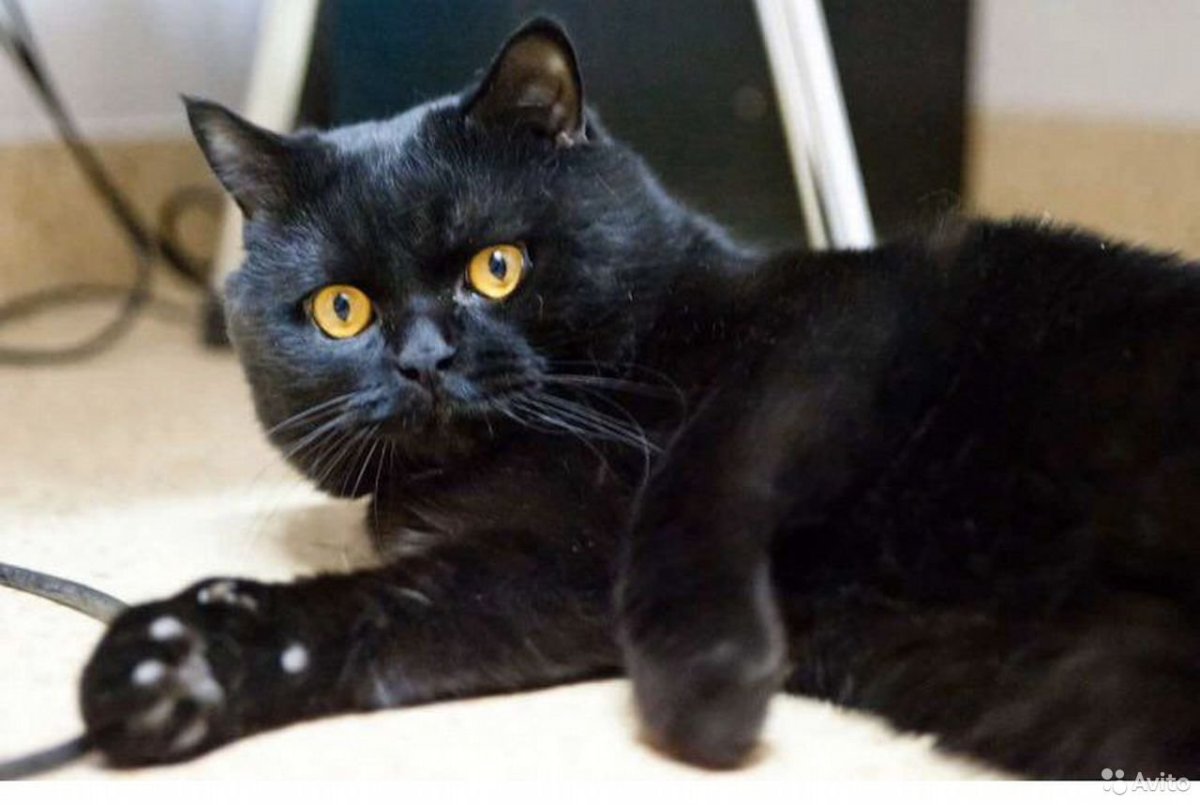 Двуликая кошка Нарния