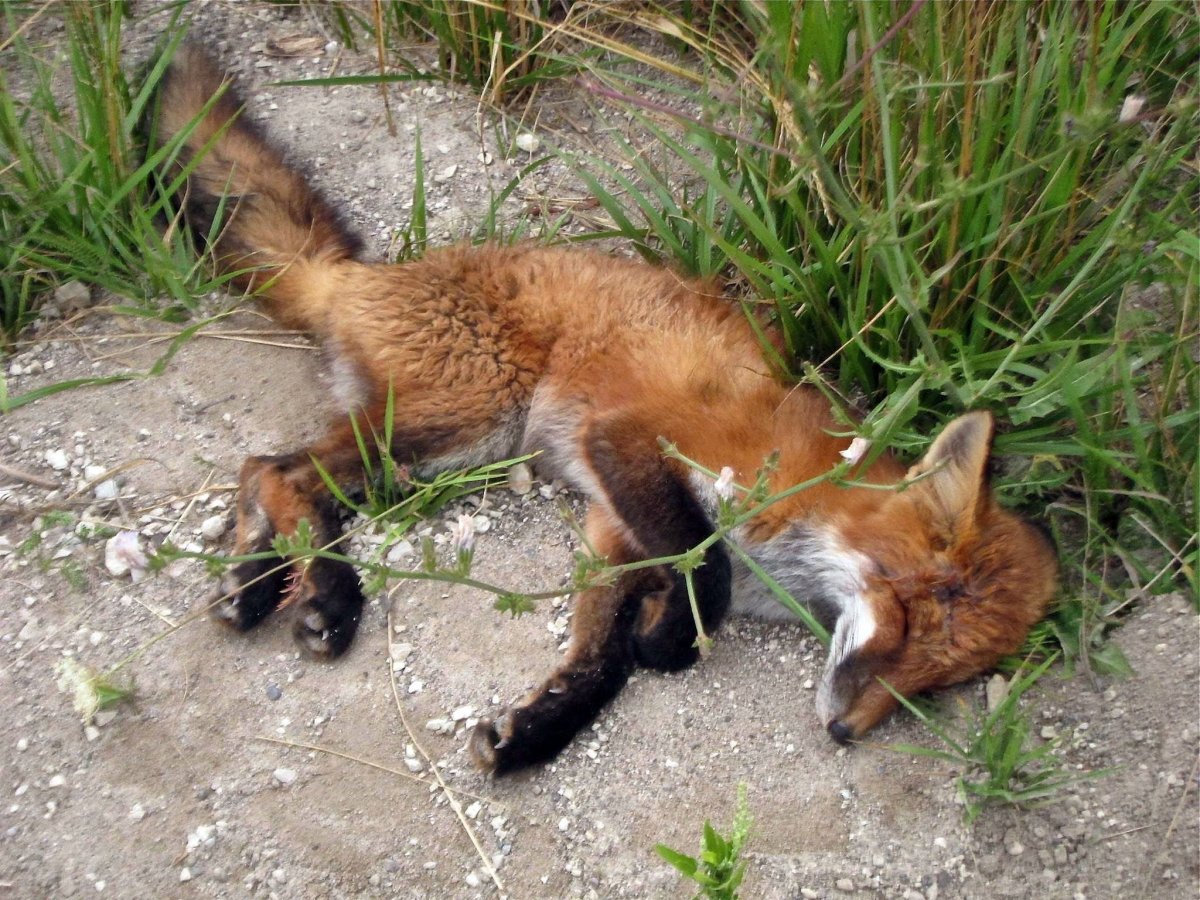 Лисичка Кусь