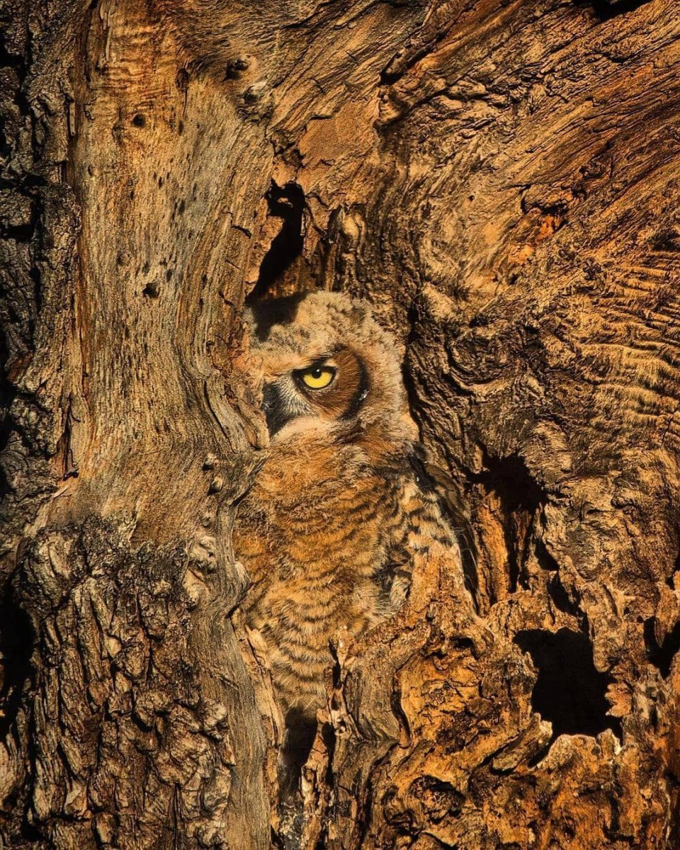 Животные маскируются