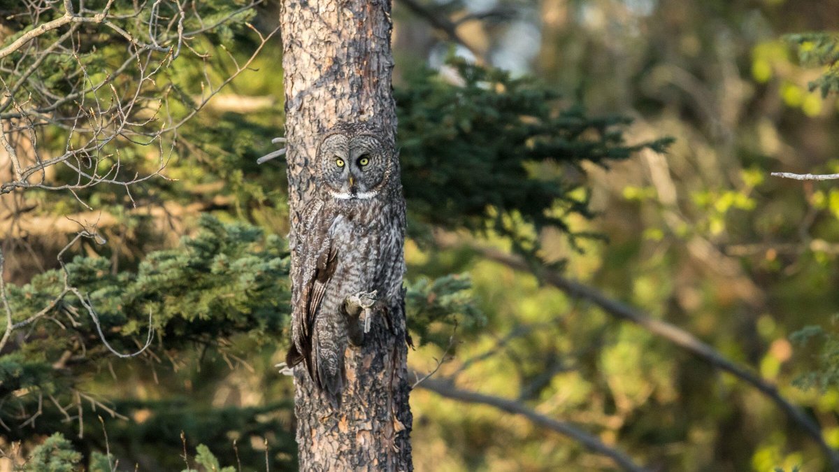 Камуфляж животных в природе