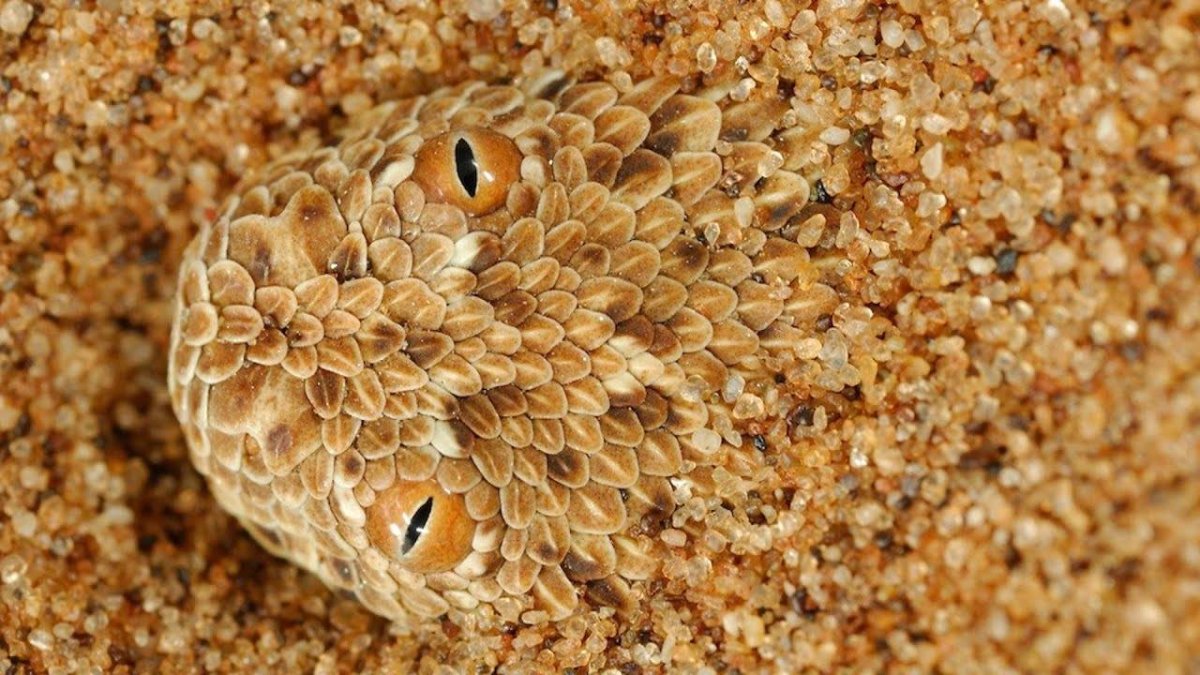 Камуфляж на природе