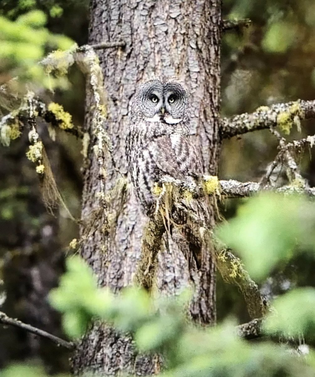 Маскировка животных