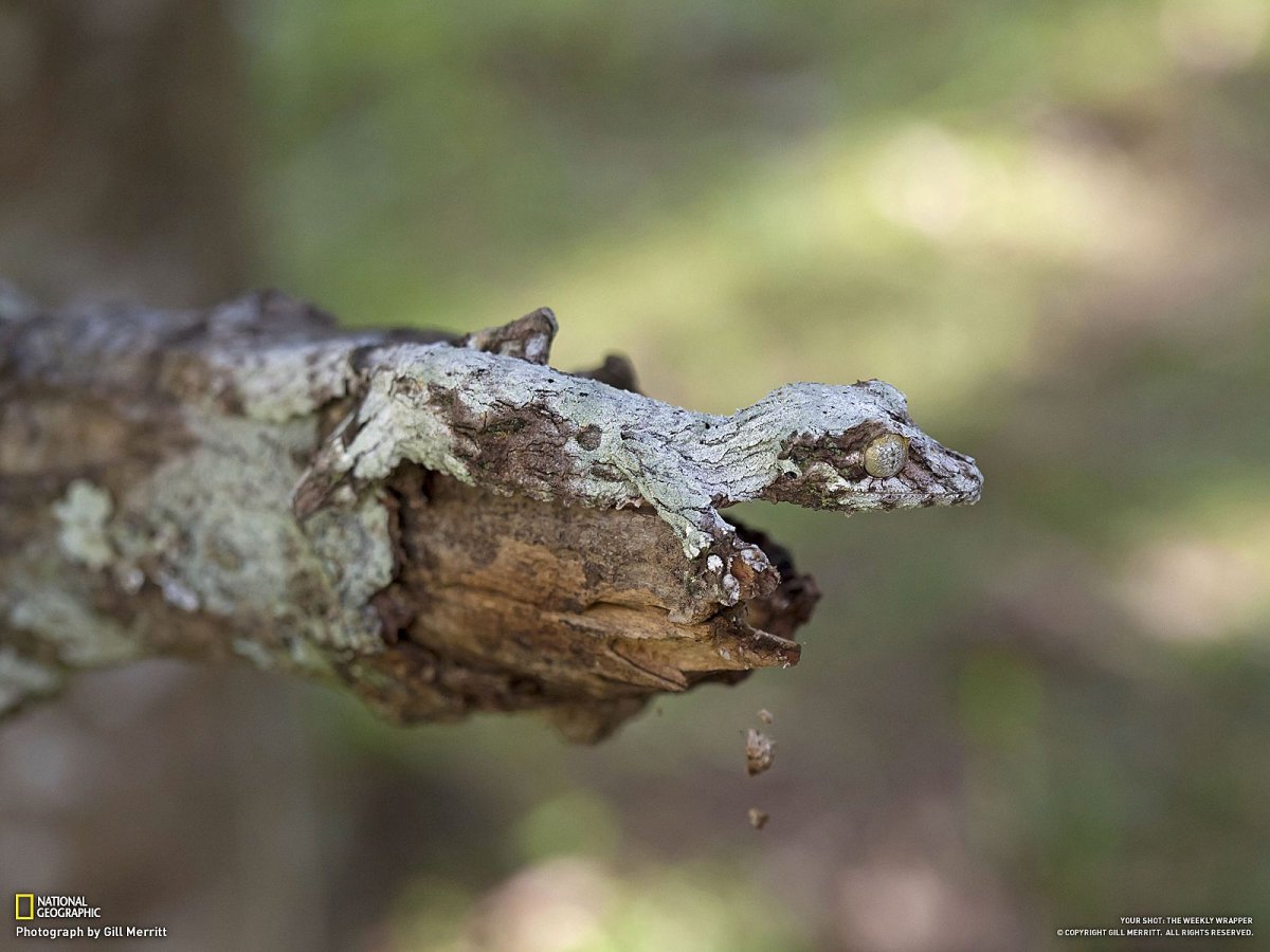 Озерная лягушка Мимикрия