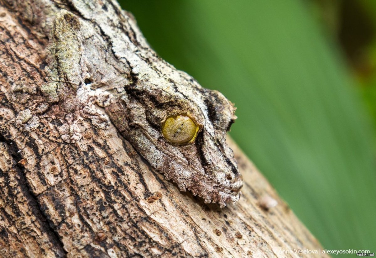 Сова Мимикрия