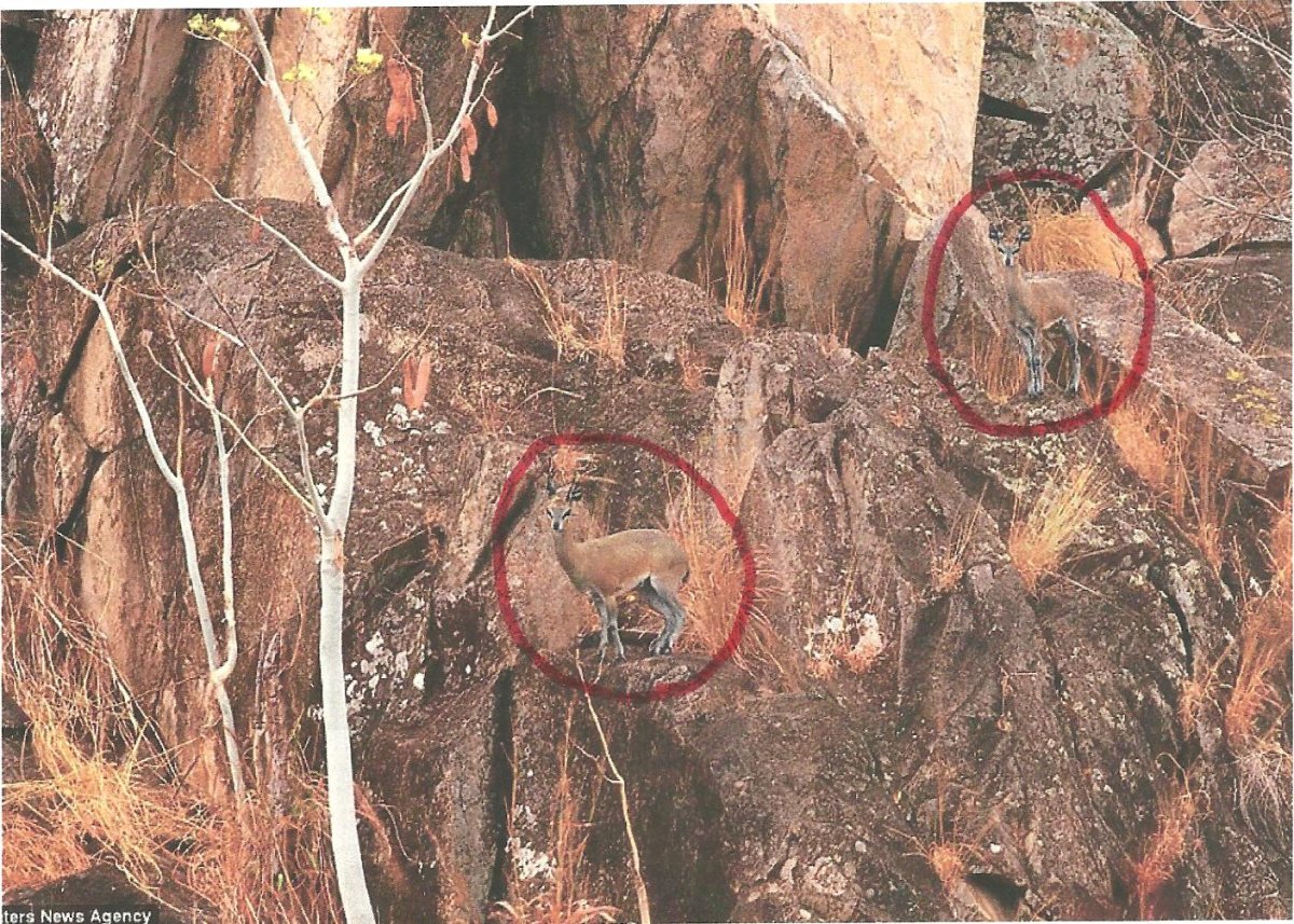 Мимикрия птиц