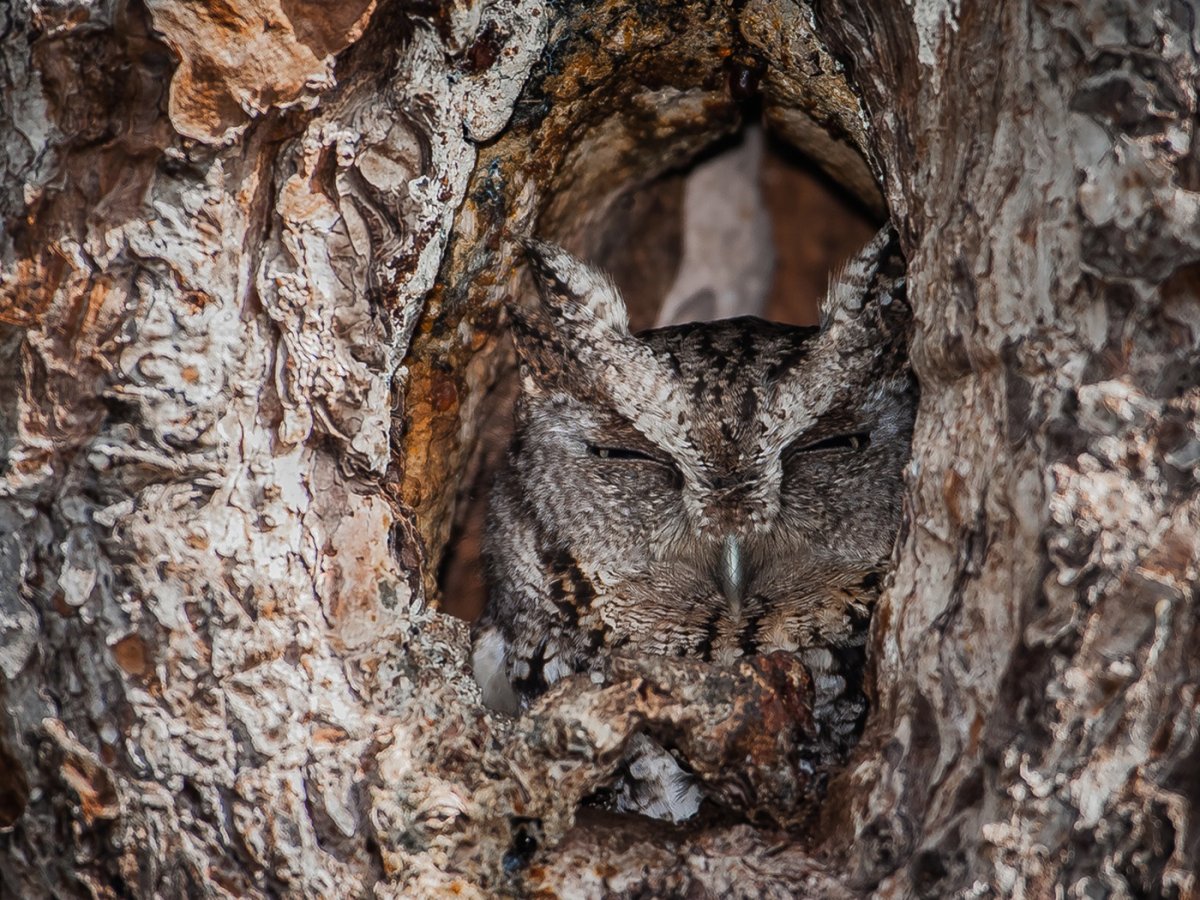 Маскировка животных рыба камбала