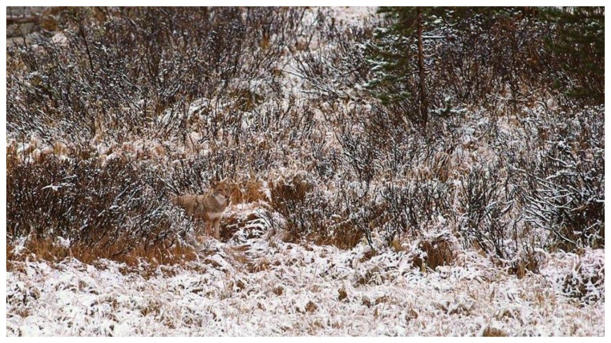 Бабочка Калиго маскировка