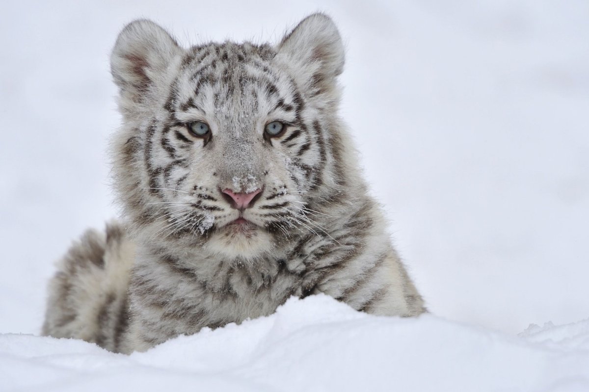 Брошенный Тигрёнок