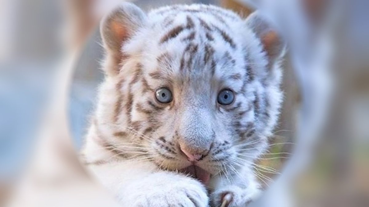 Flying Tiger Cub Oil