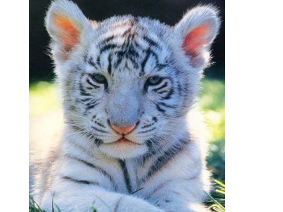 Белый Тигренок с голубыми глазами