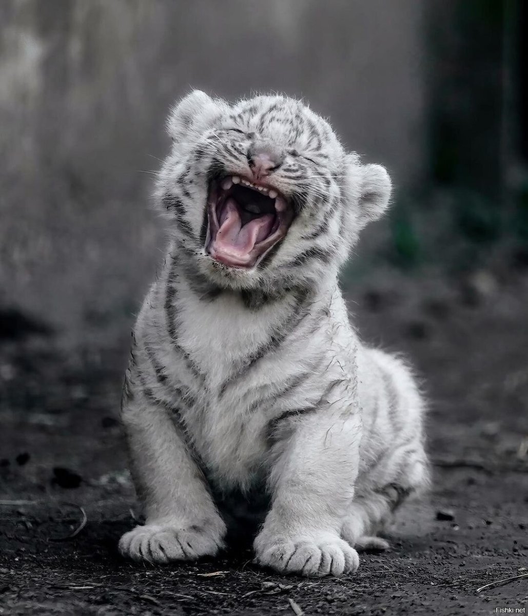 Белый тигр на природе фото