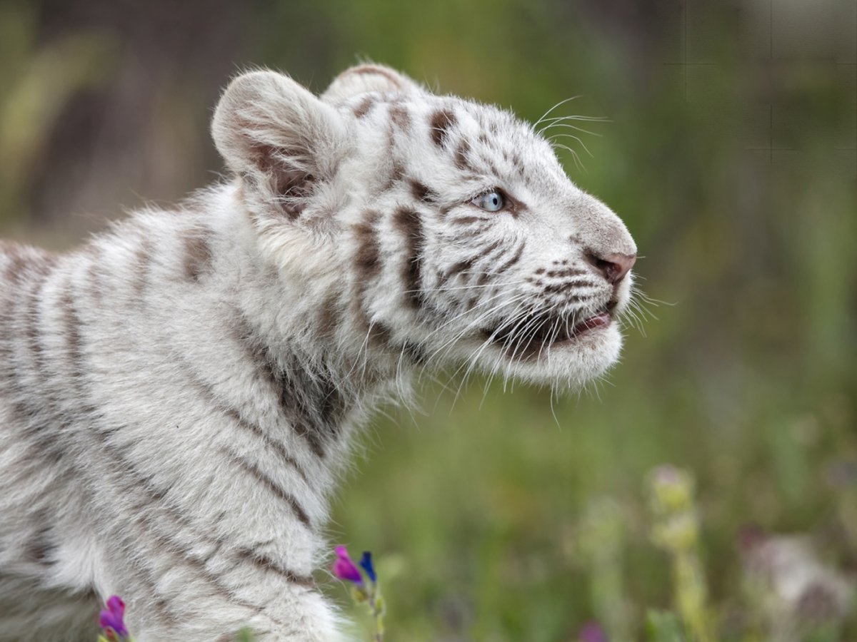 Смешной тигр