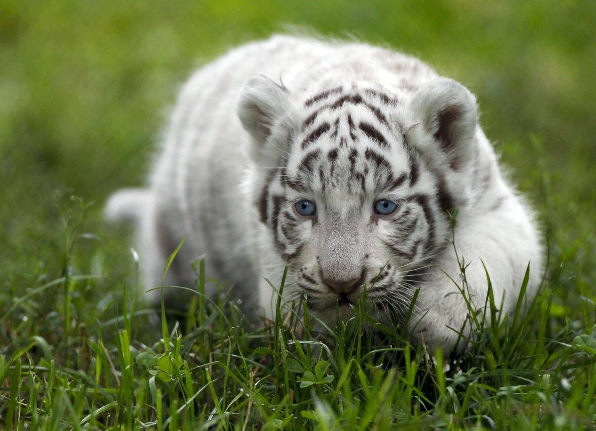 Амурский Тигренок белый