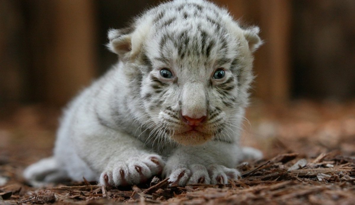 Тигр с огурцом