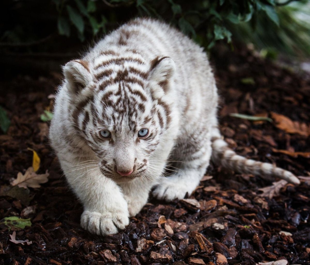 Гранни влюбленные тигры ag0408