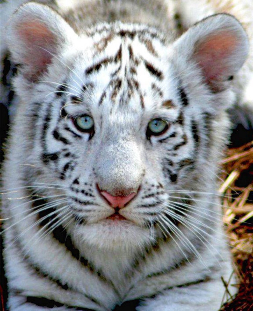 Тигренок рычит