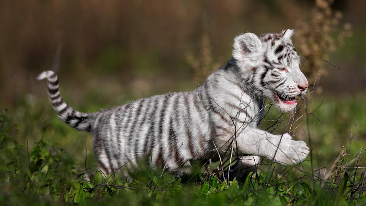 Белый Тигренок