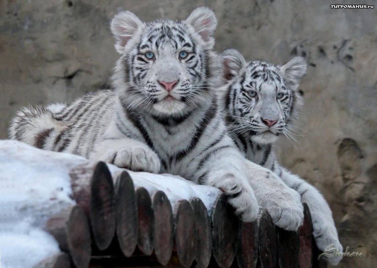 Уссурийский тигр белый