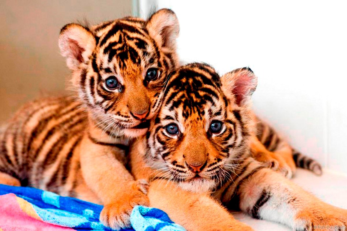 Бейби тигр