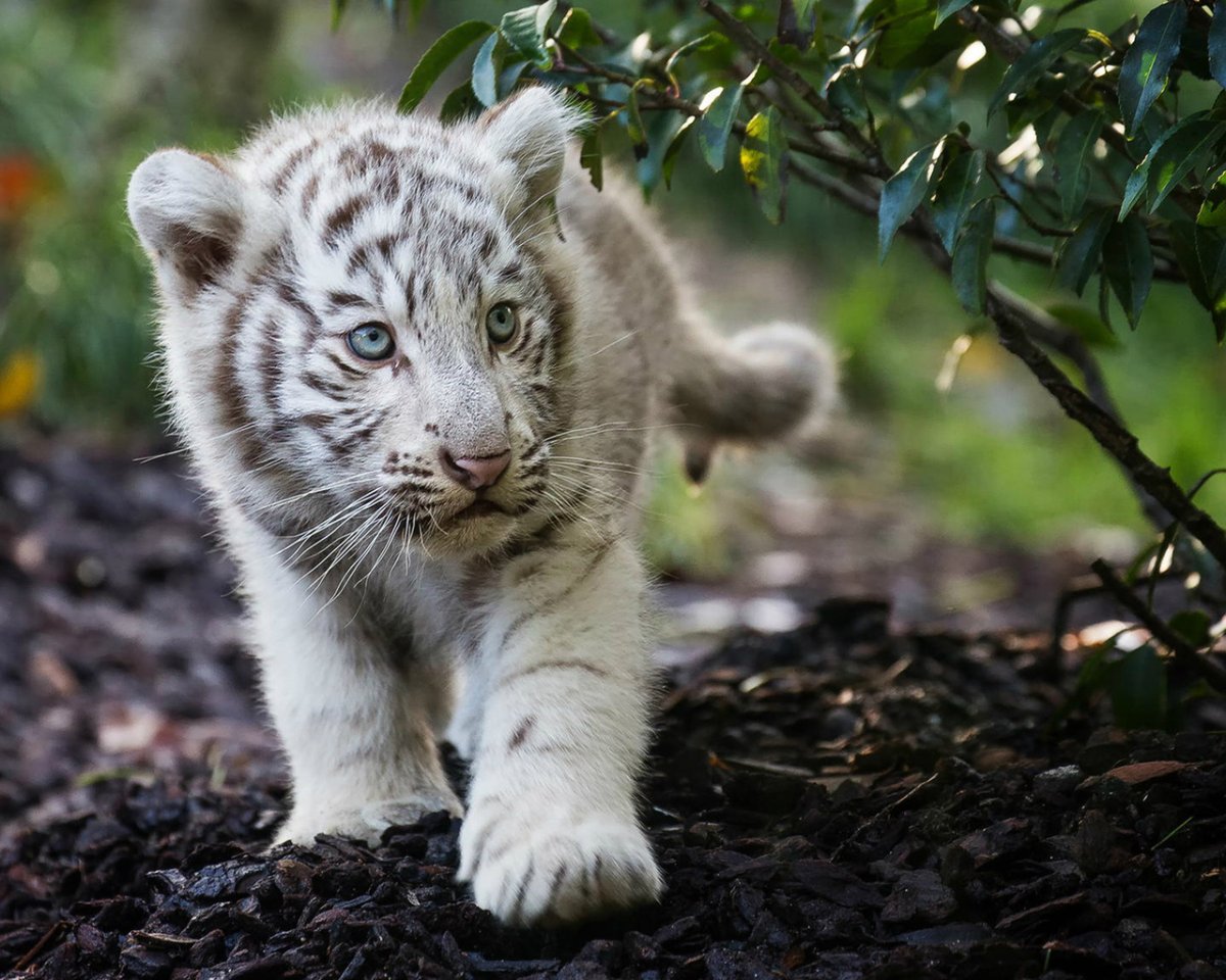 Тайгер бэби