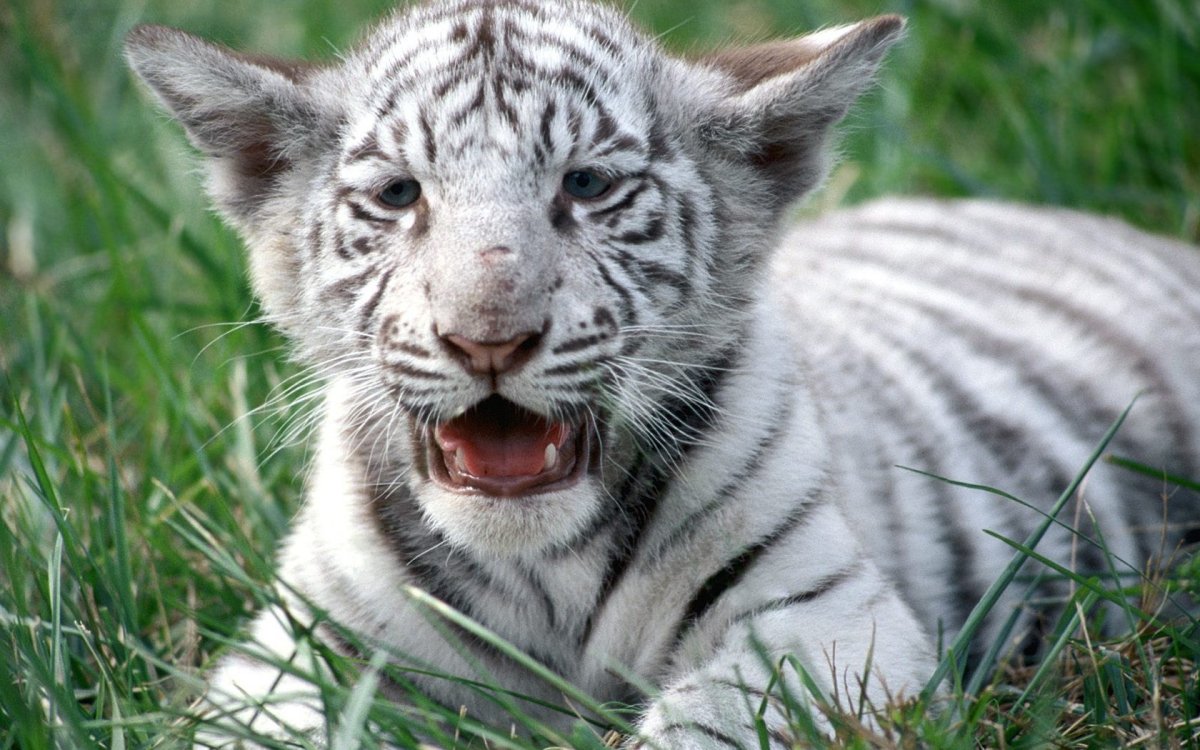 Белый Тигренок