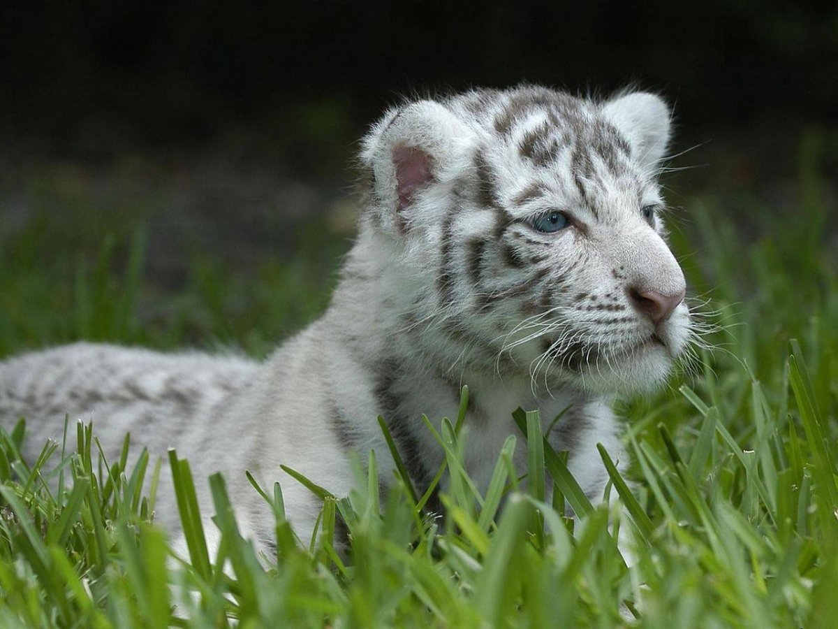 Маленький белый Тигренок