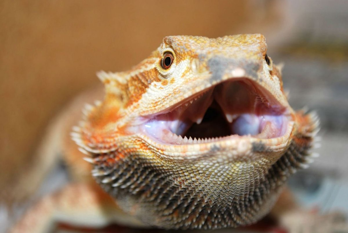 Бородатая агама злая