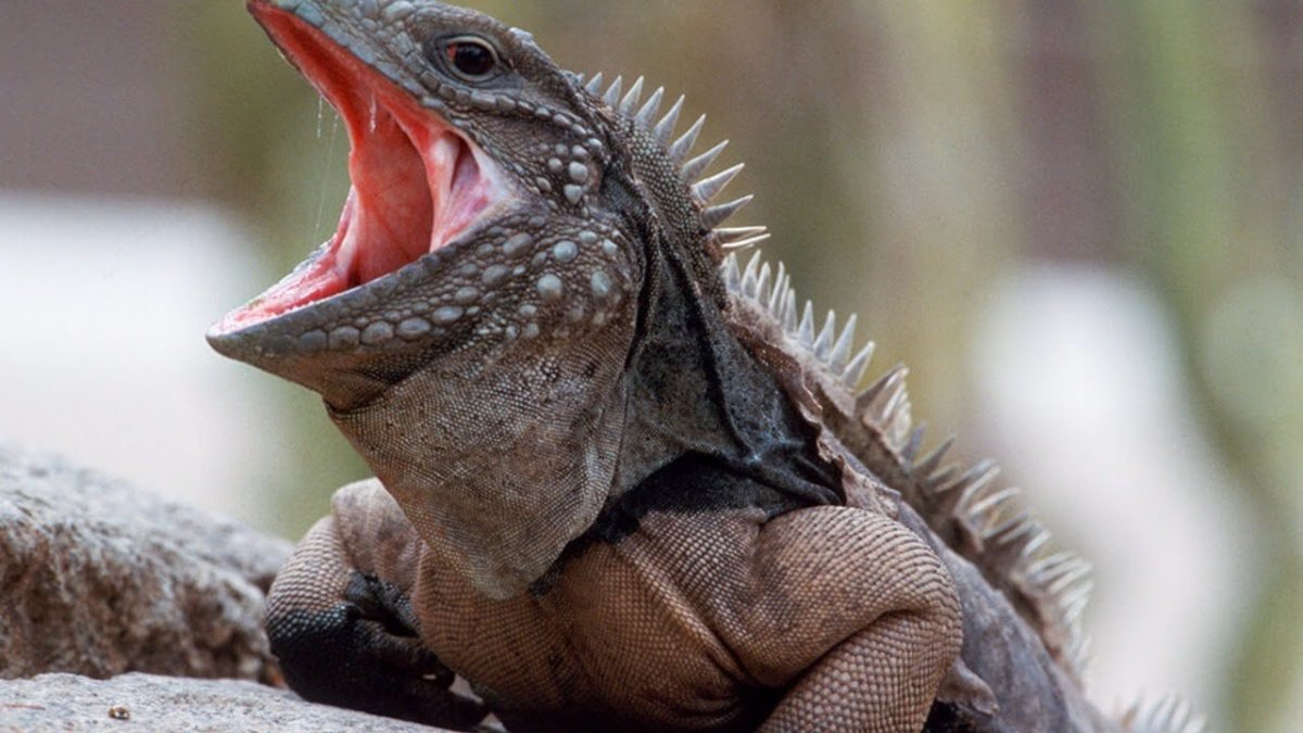 Ящерица с открытым ртом