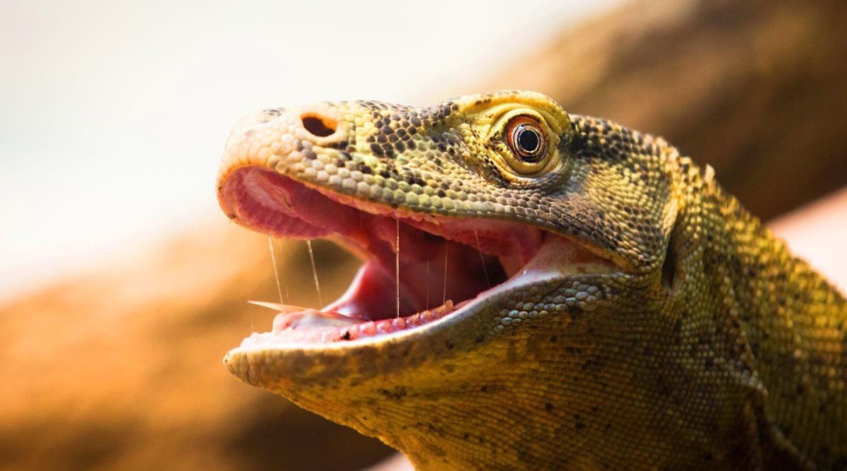 Ящерица Варан зубы