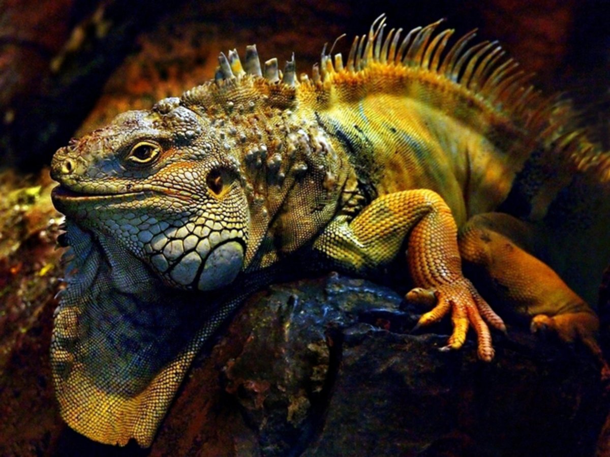 Корм для бородатой агамы