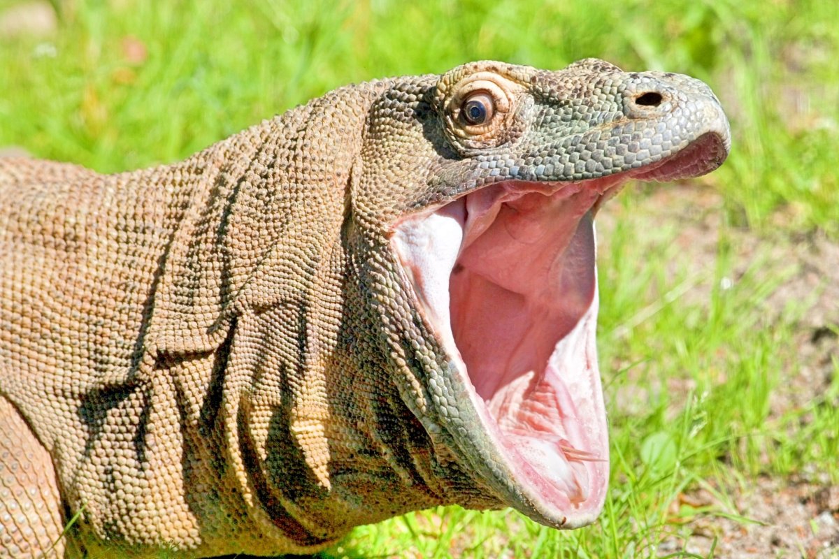 Комодский Варан зубы