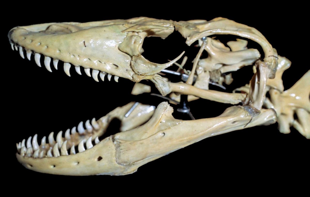 Ящерица малый поясохвост