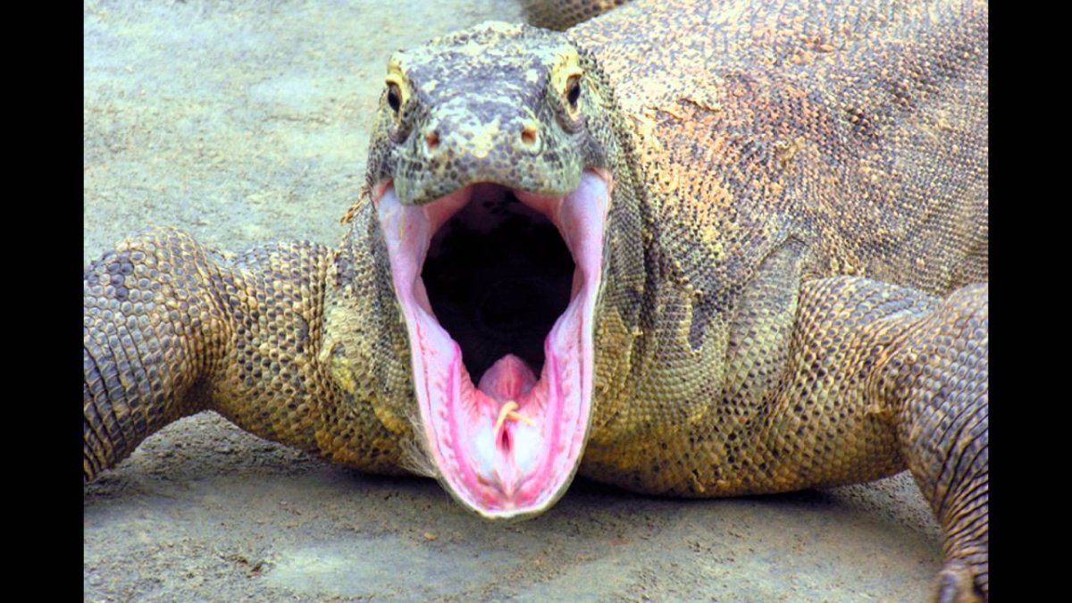 Собакоголовый питон