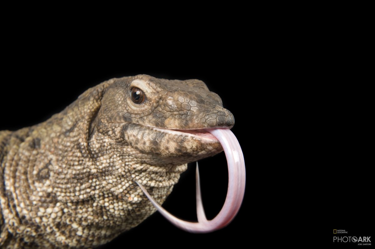 Варан Дюмериля