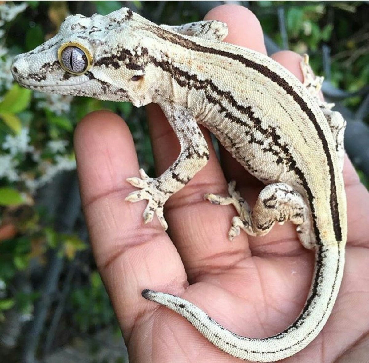 Комодский Варан зубы