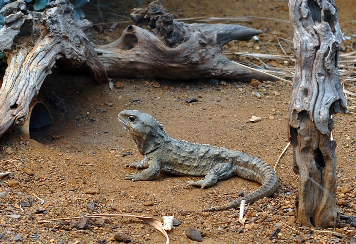 Хамелеон Василиск