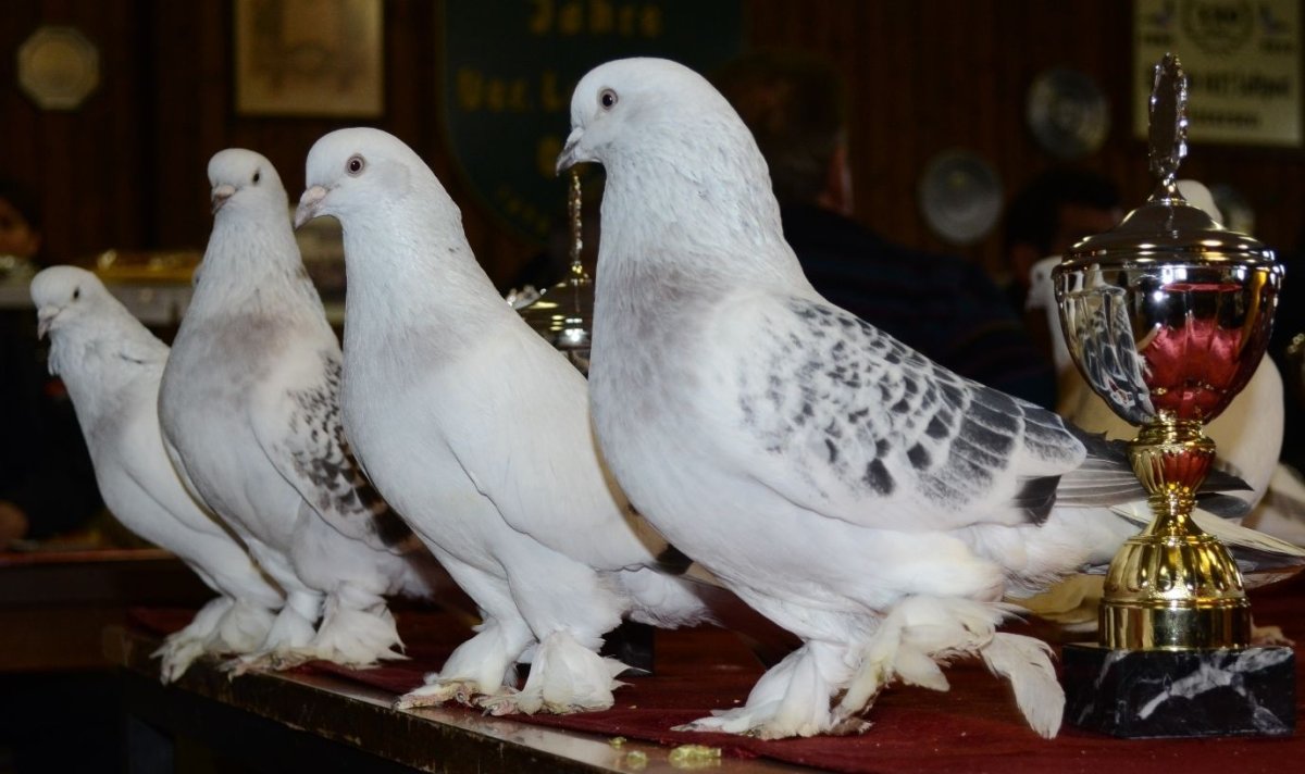 Голуби турецкая Такла Сабуни