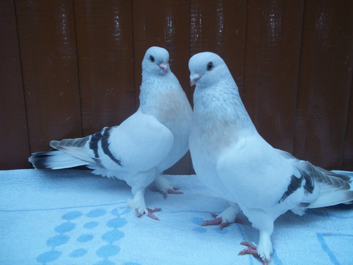 Голуби турецкая Такла