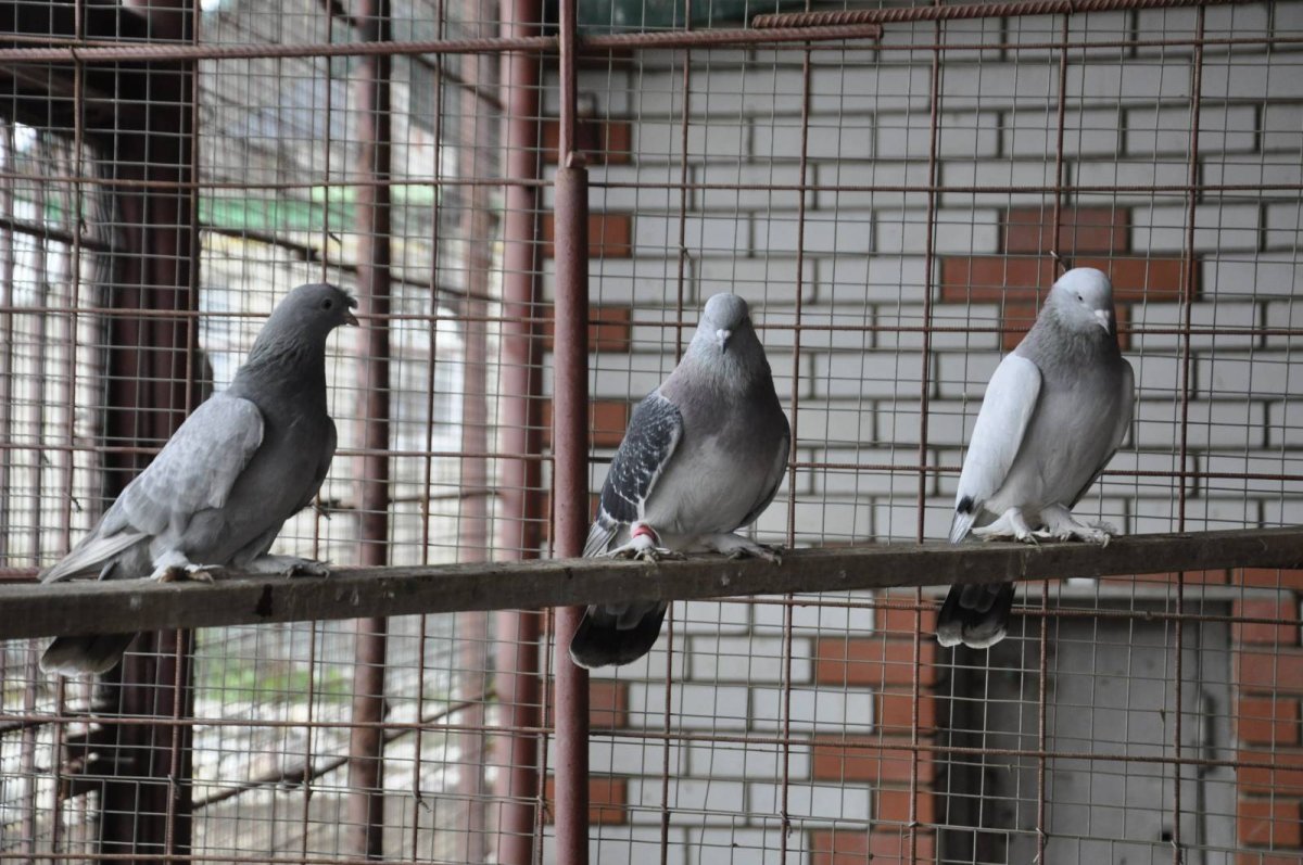 Голуби Такла Мардин