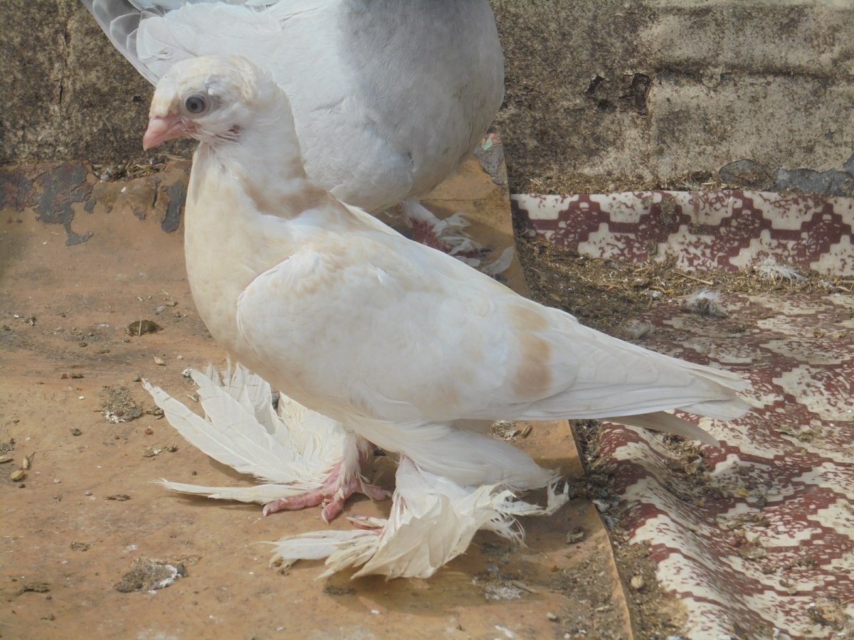 Турецкая Такла бакинцы голуби