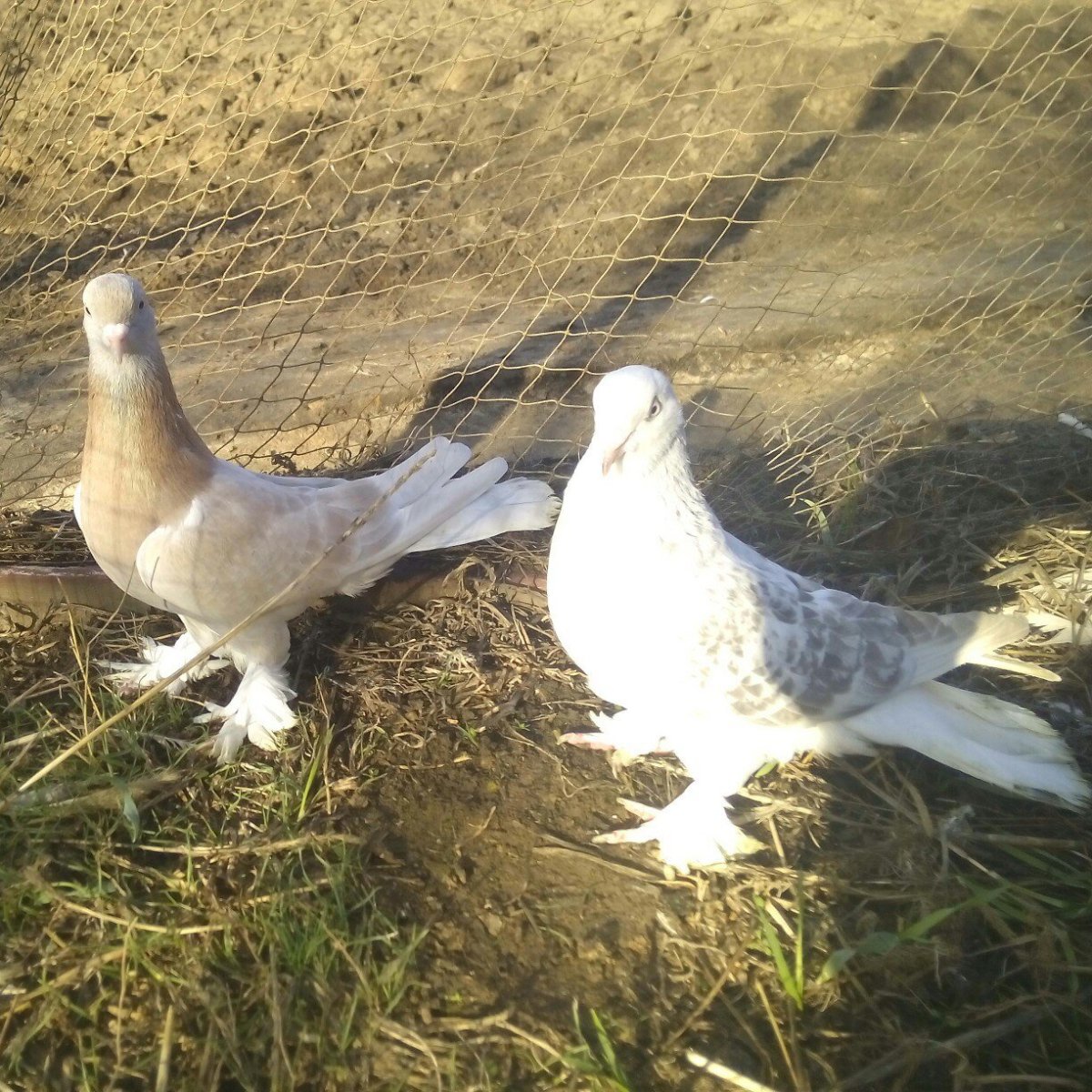 Масти для спаривания Бакинских голубей