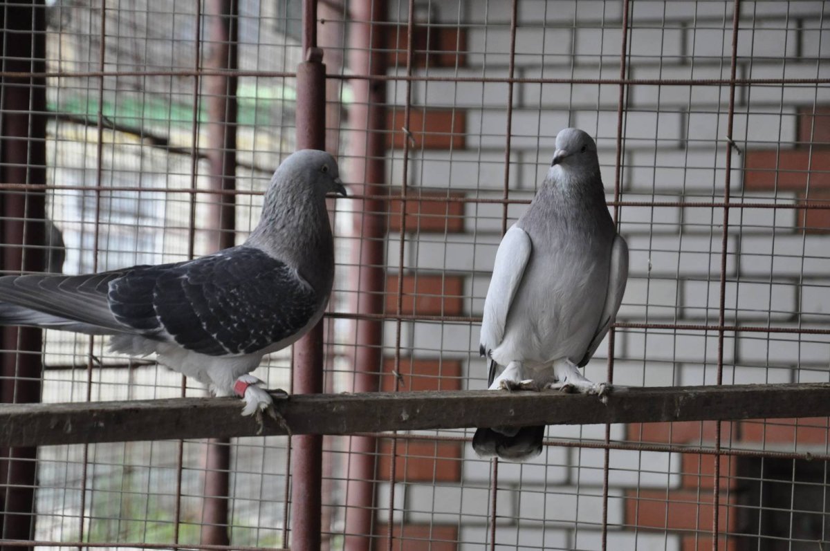 Голуби 2022 года