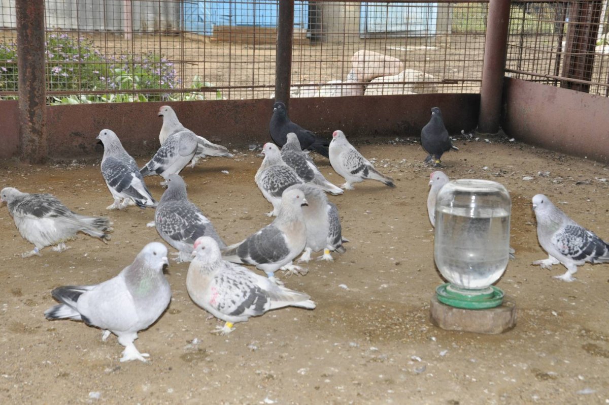 Голуби Агараны бойные