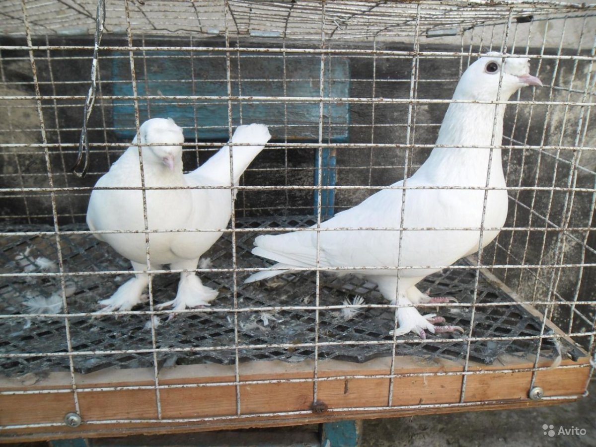 Голуби породы Такла