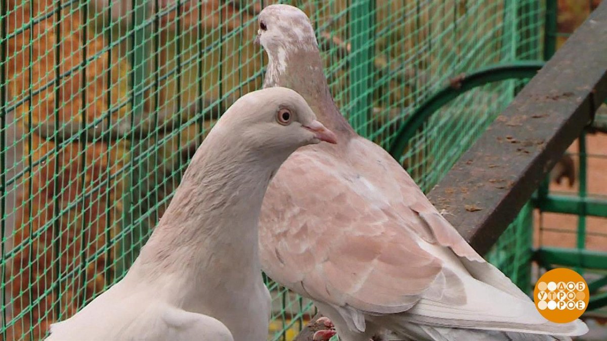 Голубь подросток