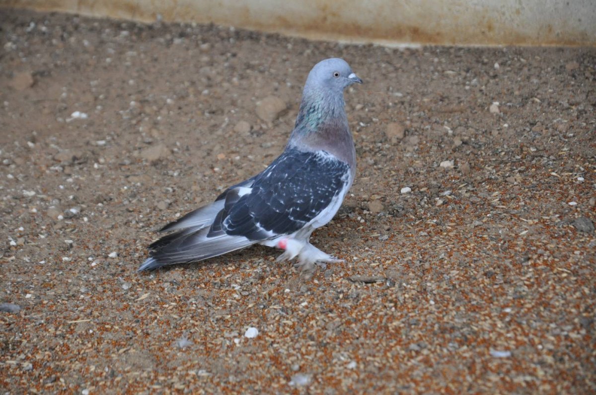 Голуби турецкая Такла масти