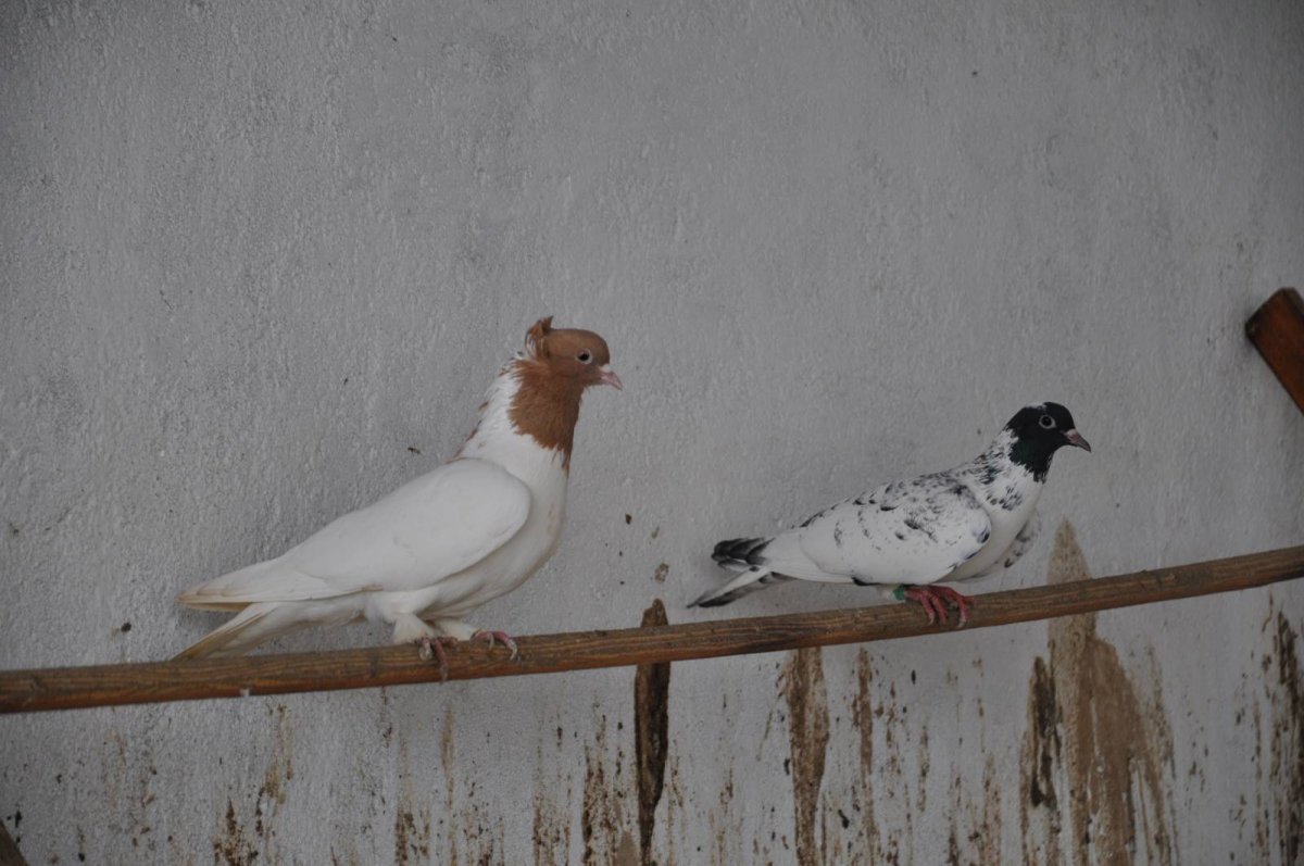 Голуби казахи порода